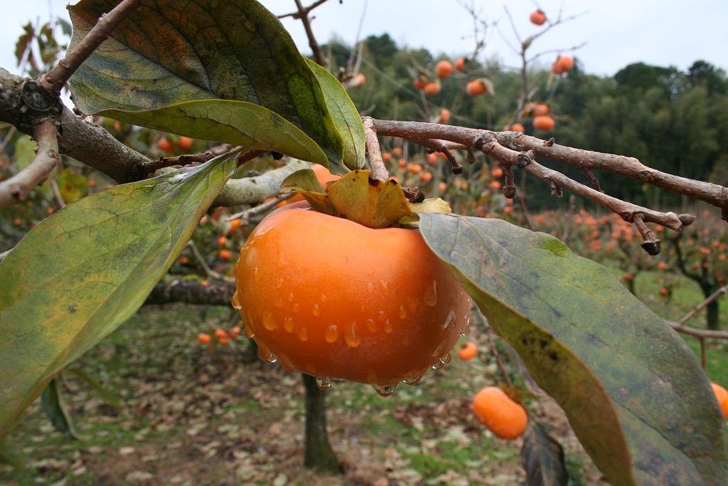 🏞️ 고카츠라 연못 고향 마을(고카츠라이케 후루사토무라) 이미지 10